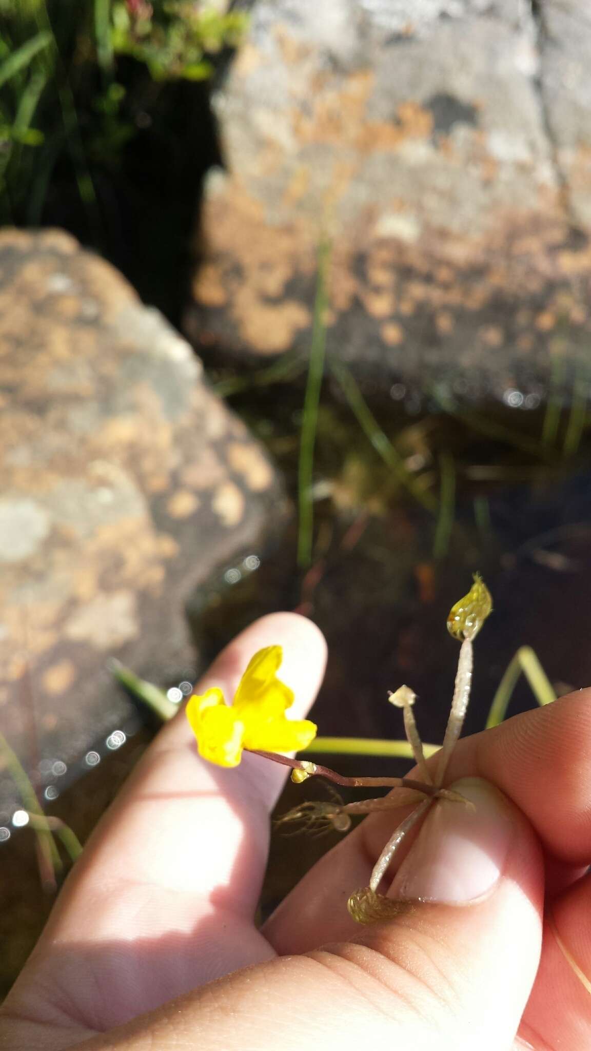 Image of little floating bladderwort