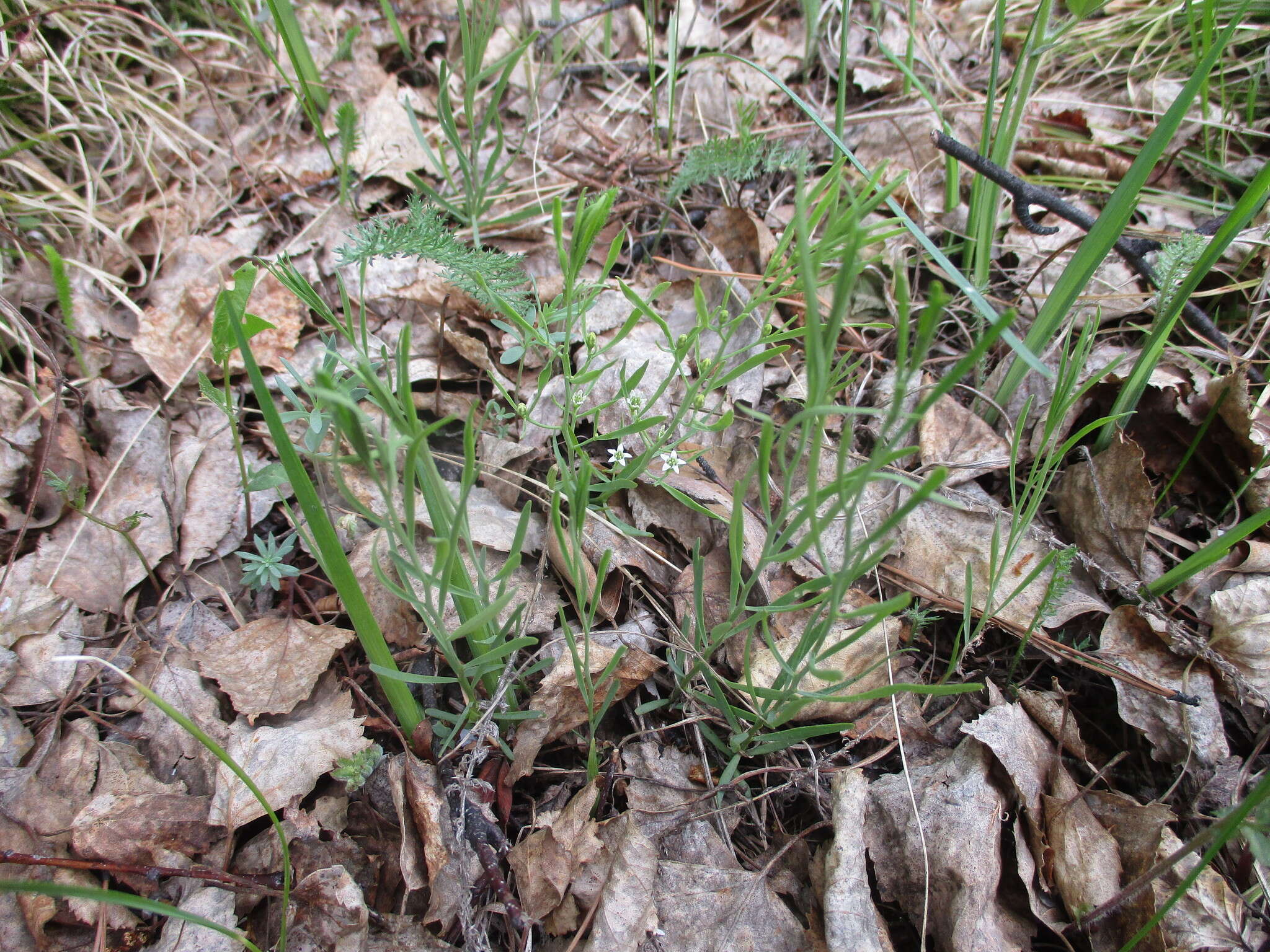 Image of Thesium repens Ledeb.