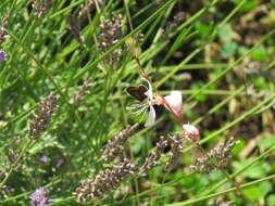 Image of brown argus