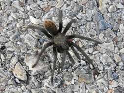 Image of Tuscan Bronze Tarantula