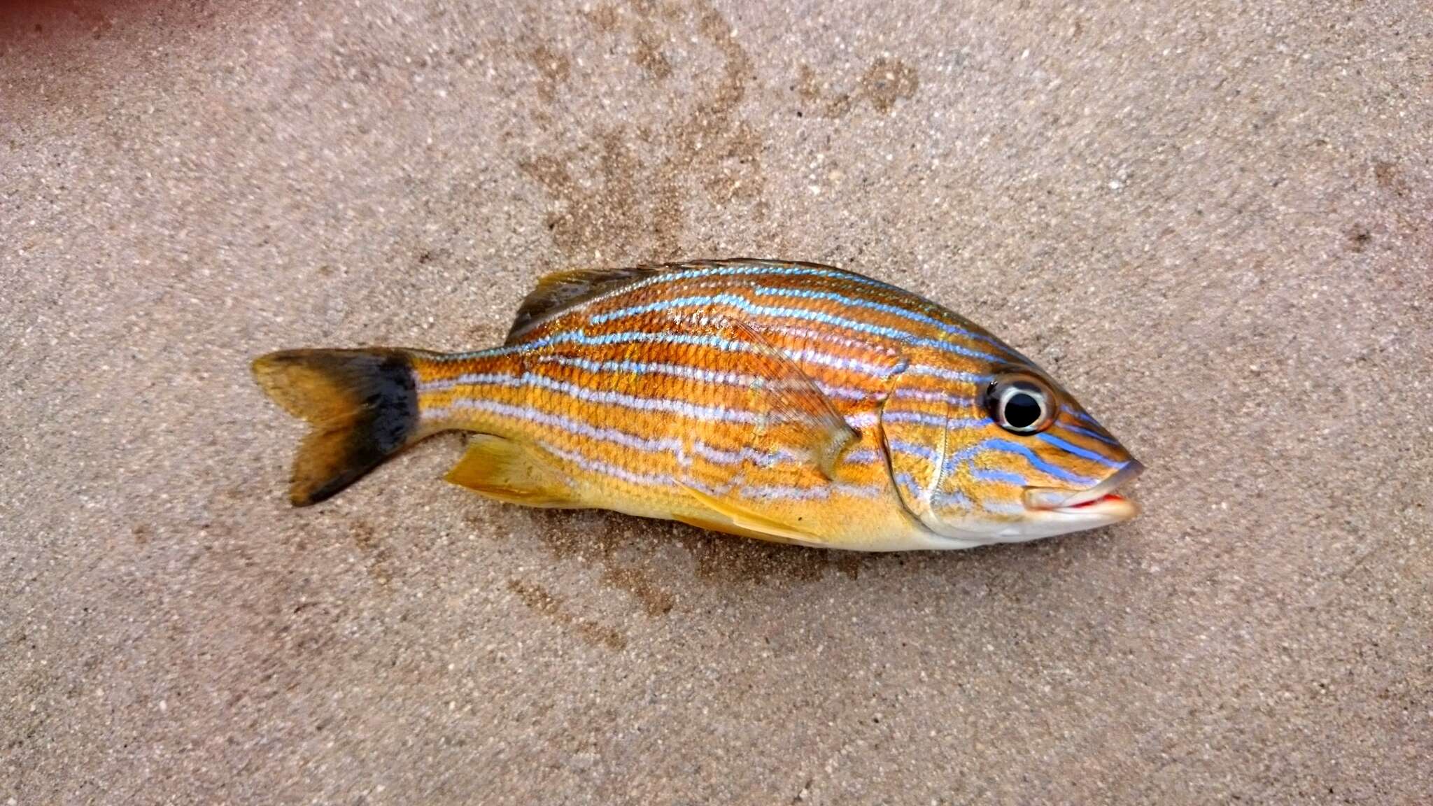 Image of Bluestriped Grunt