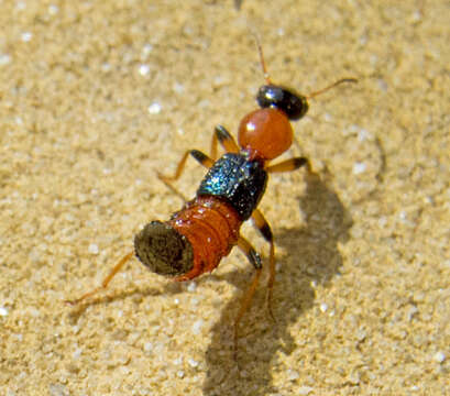 صورة Paederus (Poederomorphus) littoralis Gravenhorst 1802