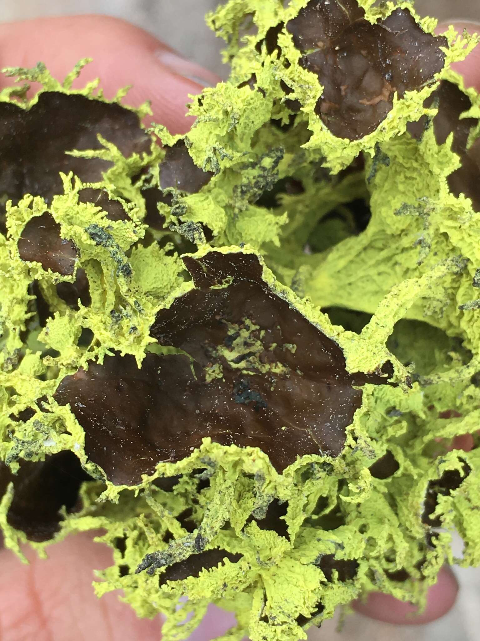 Image of Brown-eyed wolf lichen