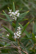 Image of Leucopogon australis R. Br.