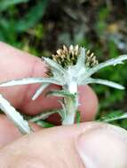 Image of tropical creeping cudweed