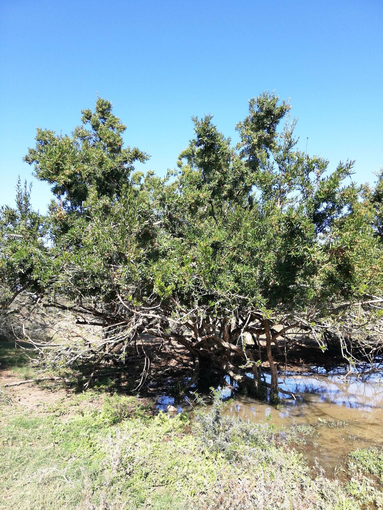 Image of Combretum caffrum (Eckl. & Zeyh.) Kuntze