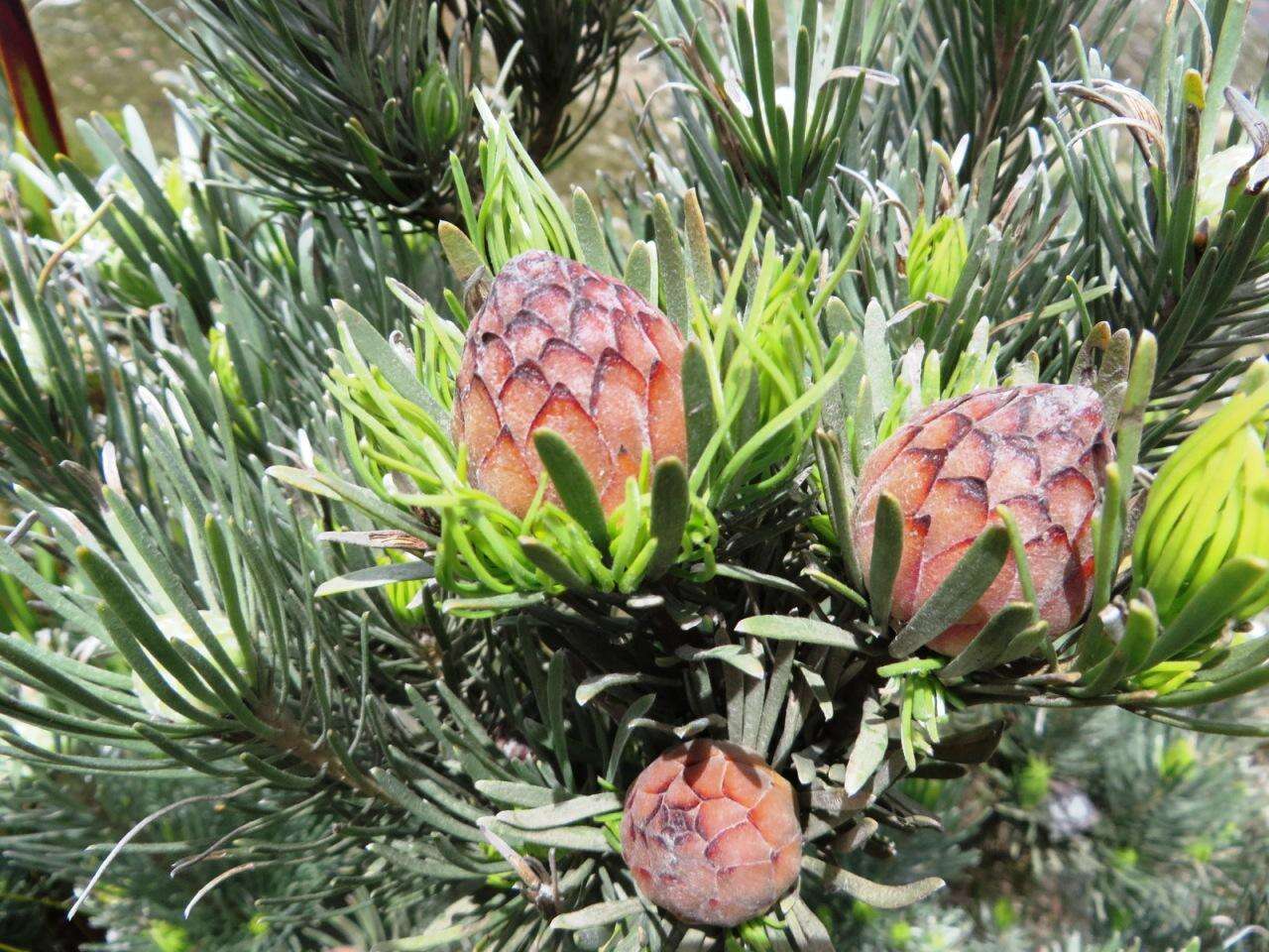 Image of Linear-leaf Conebush