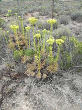 Image of <i>Tylecodon cacalioides</i>