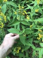 Image of Fraser's yellow loosestrife
