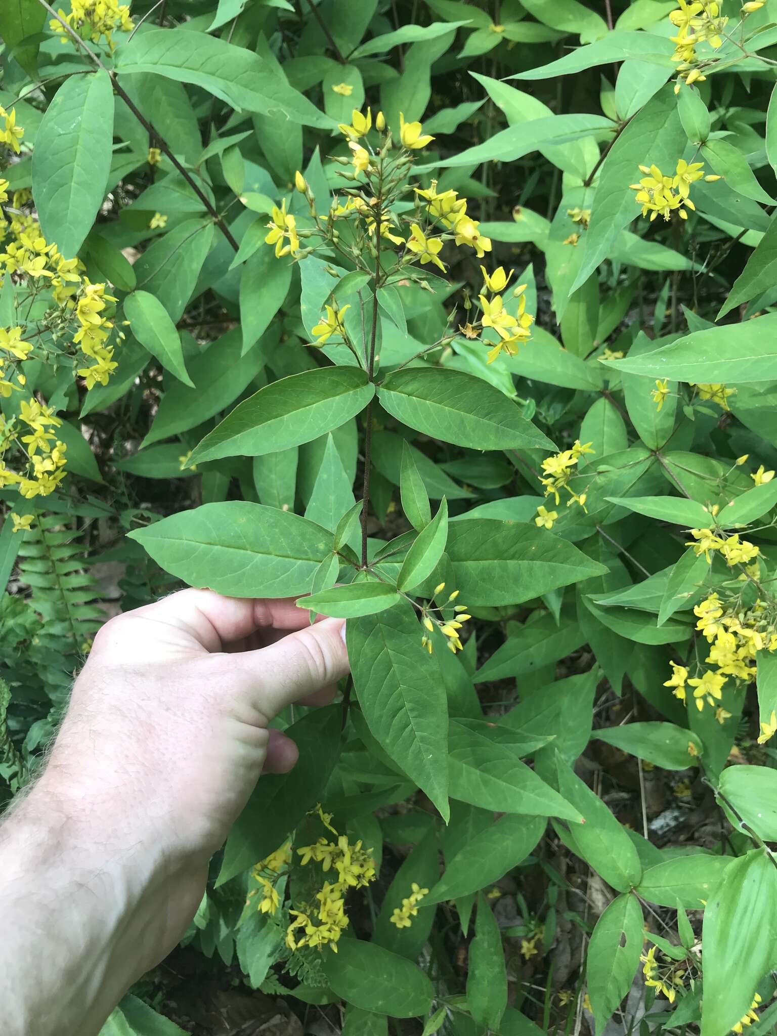 Lysimachia fraseri Duby resmi