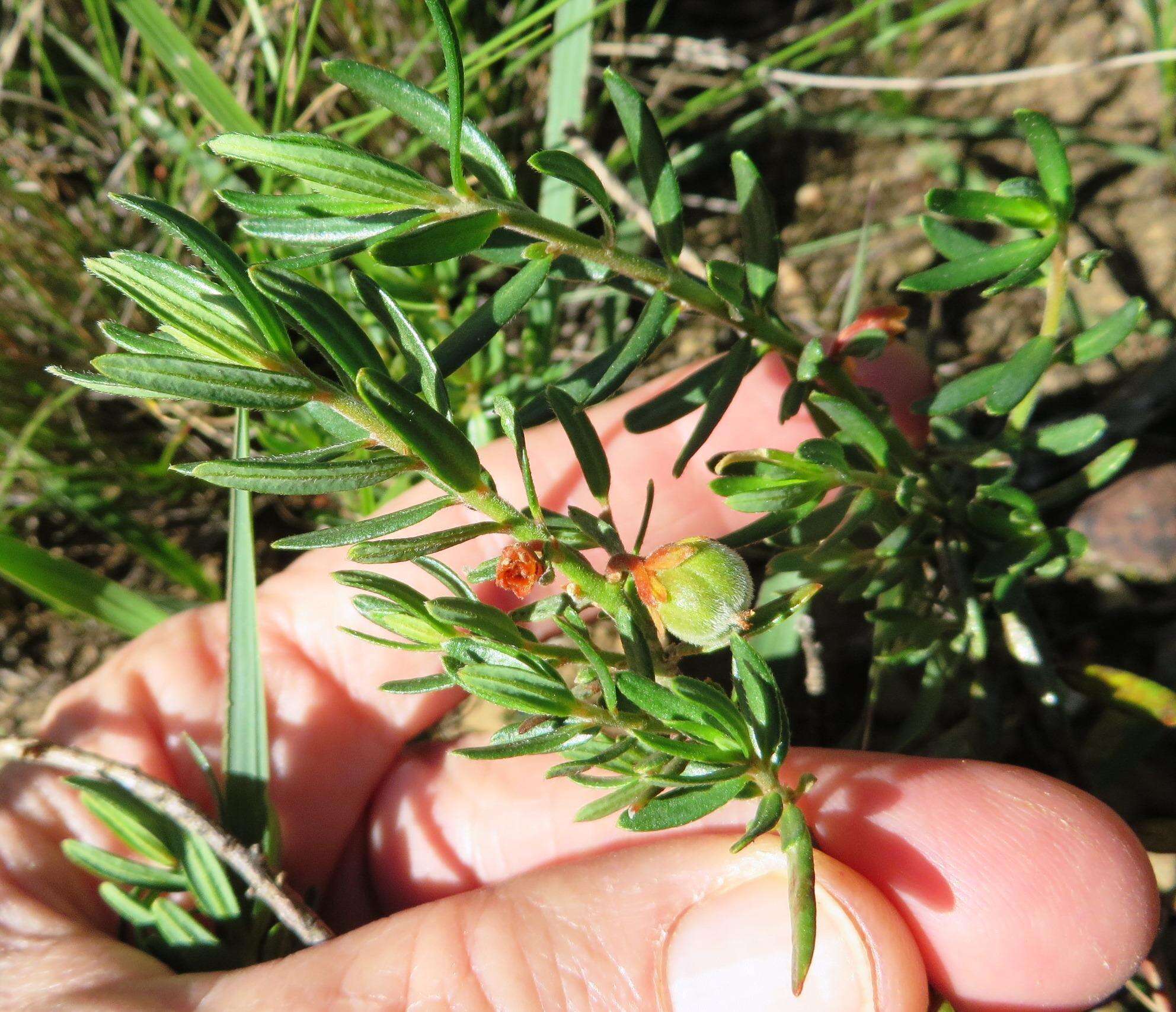 Image of Clutia pubescens Thunb.