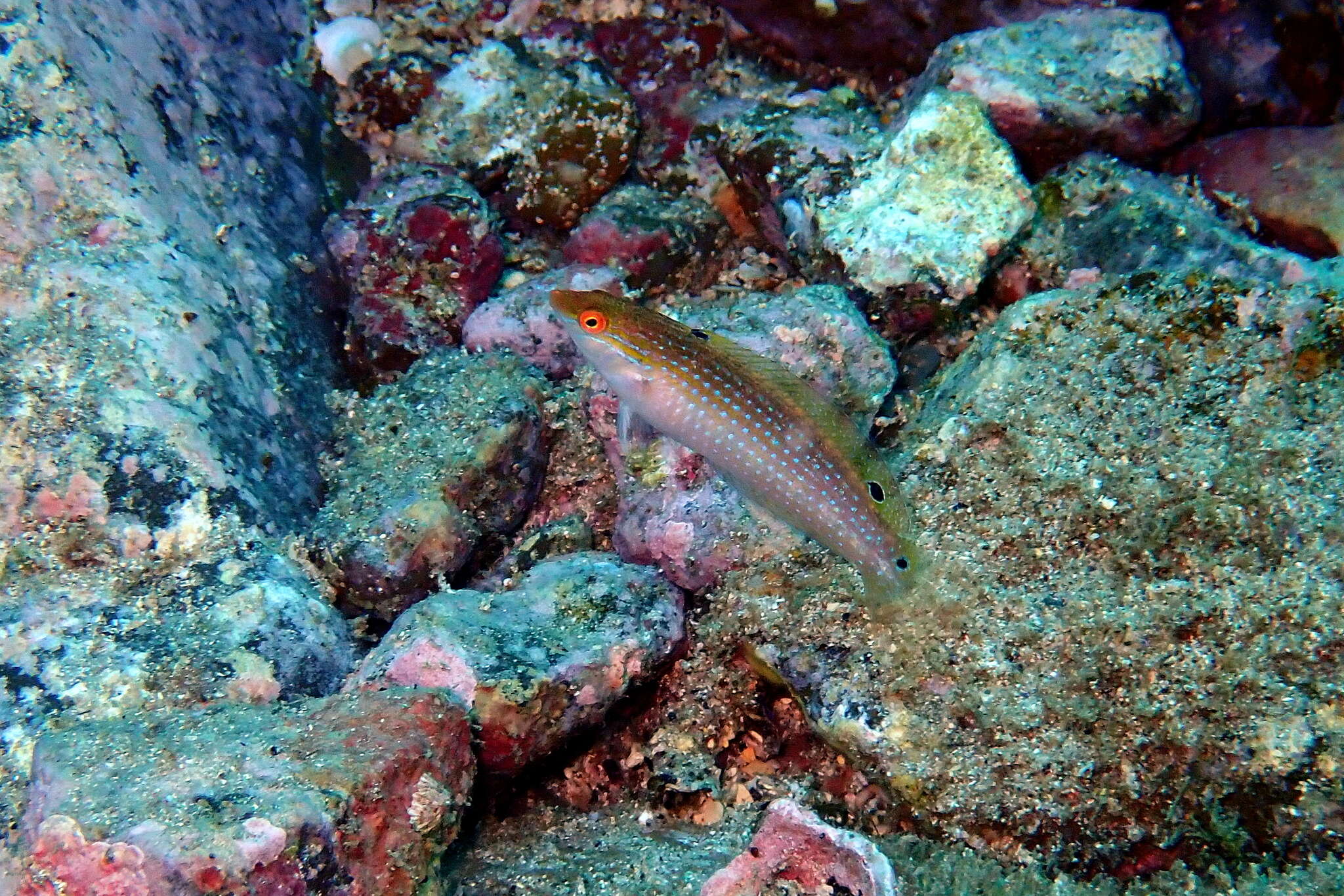 Image of Rainbow Slender Wrasse