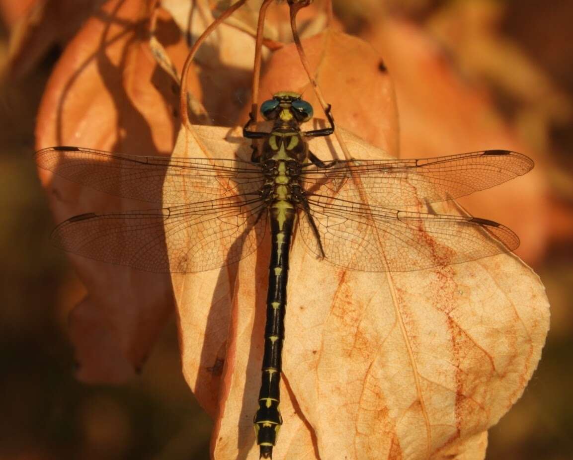 Image of Olive Clubtail