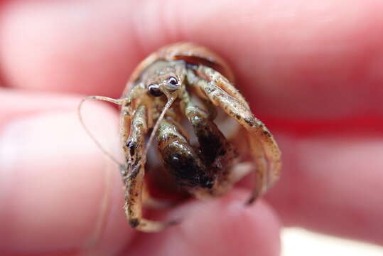 Image of Long-Clawed Hermit Crab