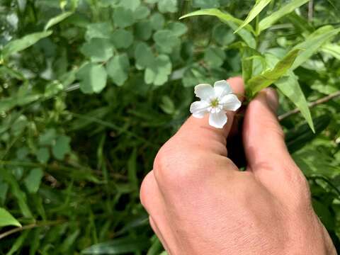 Image of Snowy Catchfly