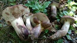 Image of Tylopilus variobrunneus Roody, A. R. Bessette & Bessette 1998