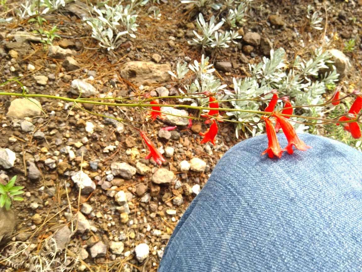 Image of Penstemon wislizenii (A. Gray) Straw