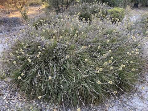 Image of Dasypogon bromeliifolius R. Br.