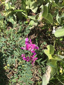 Image of Boreal Sweetvetch