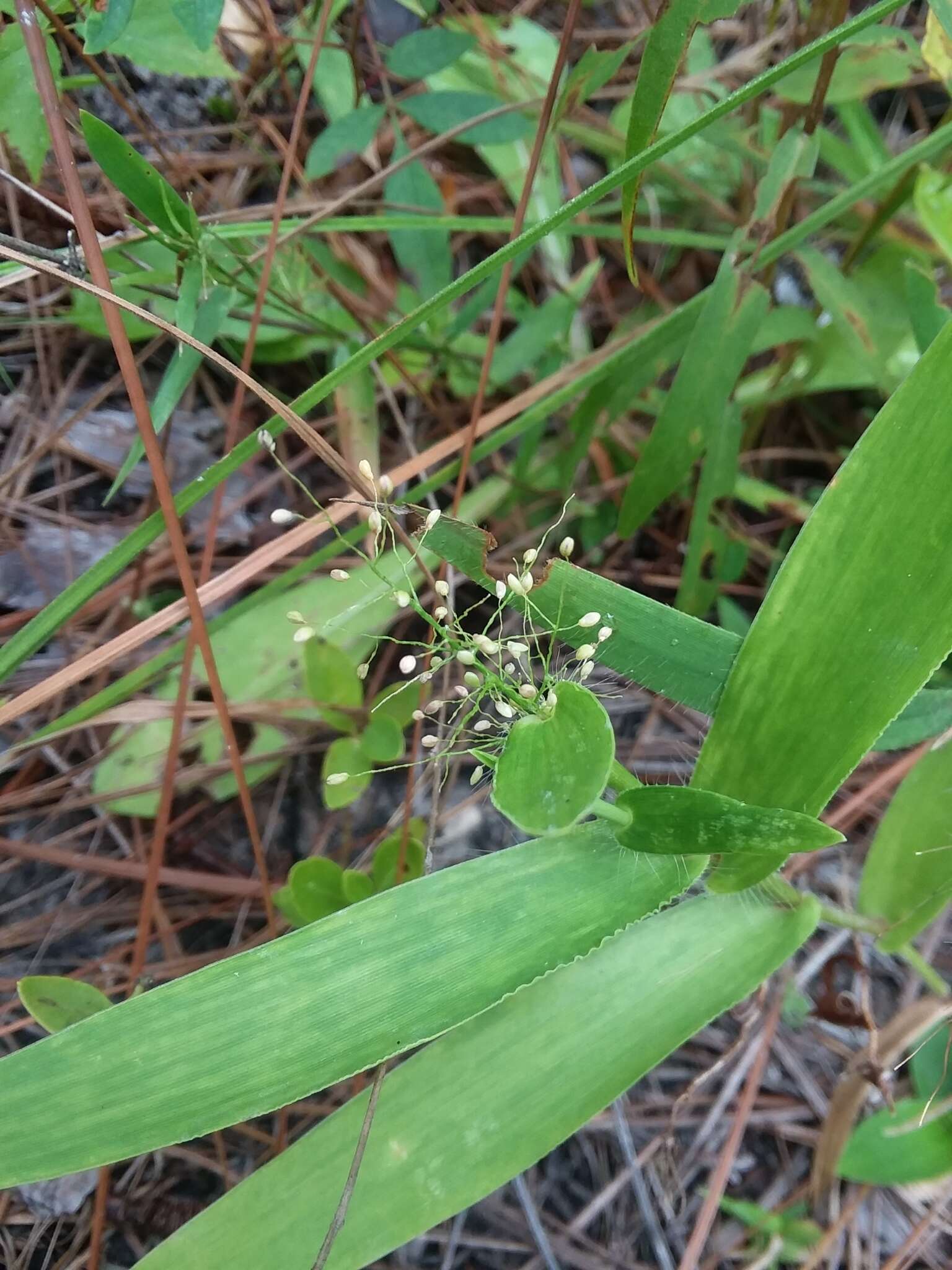 Panicum sphaerocarpon Elliott resmi