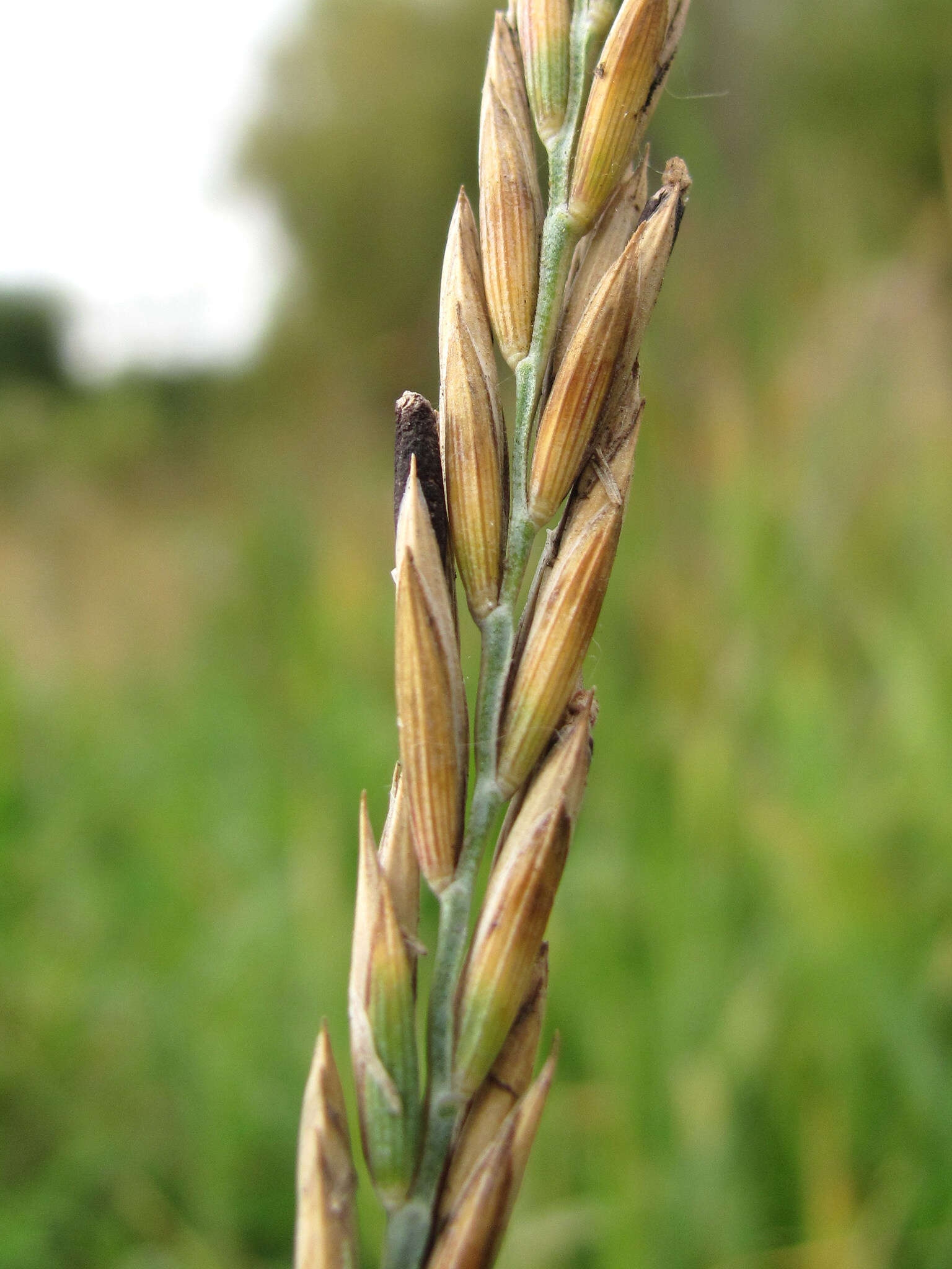 Image of Ergot