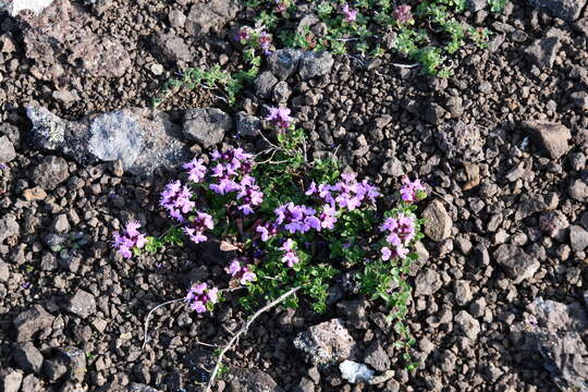 Image of Thymus putoranicus Byczenn. & Kuvaev