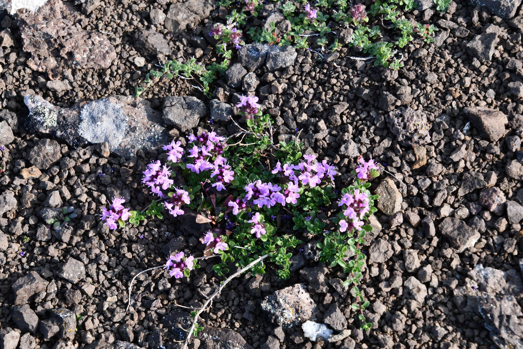 Thymus putoranicus Byczenn. & Kuvaev resmi