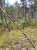 Imagem de Aristida longespica Poir.