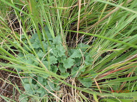 Image of Lobelia preslii A. DC.