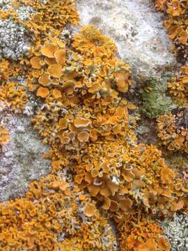 Image of edrudia lichen