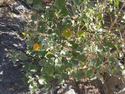 Image of Palmer's Indian mallow