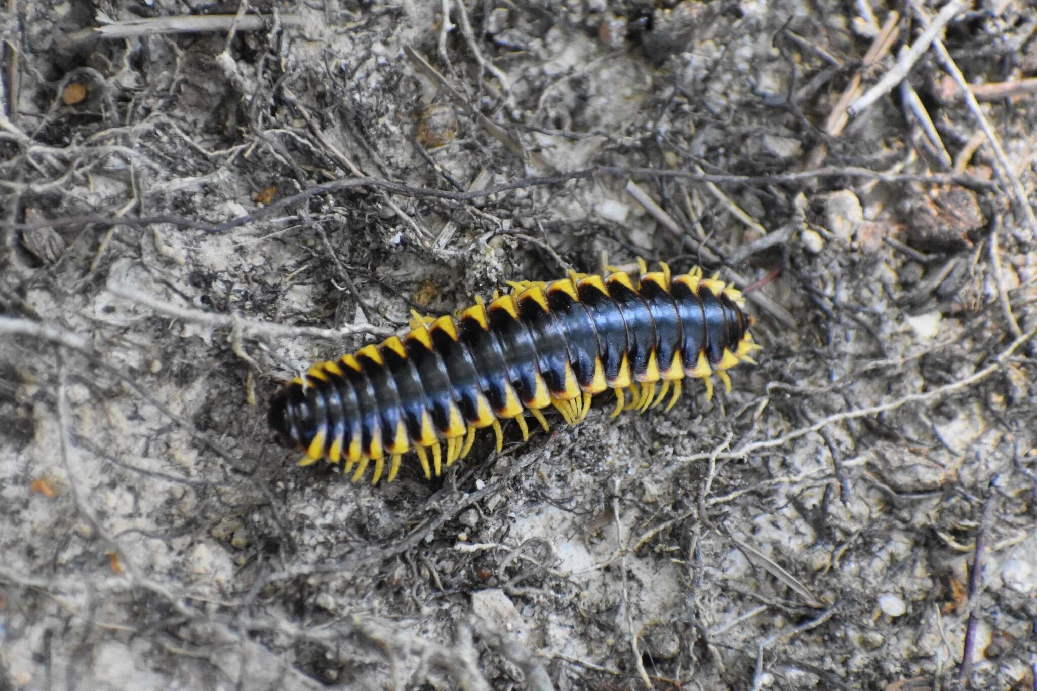 Sivun Apheloria virginiensis reducta Chamberlin 1939 kuva