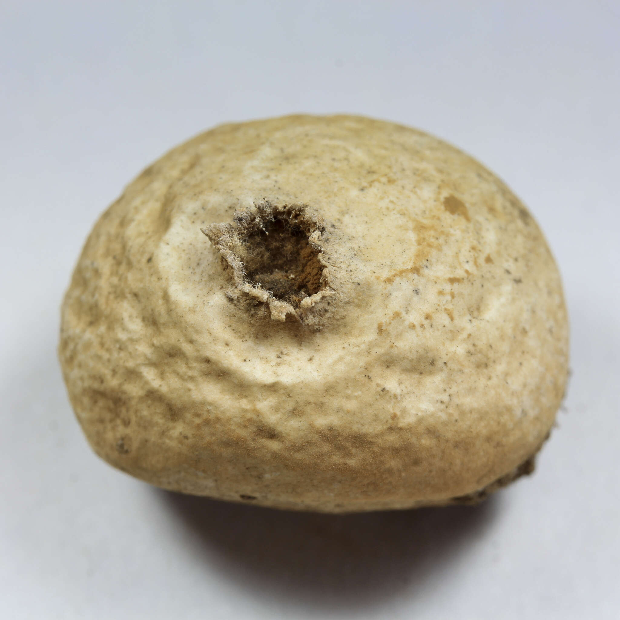 Image of Tulostoma fimbriatum var. campestre (Morgan) G. Moreno