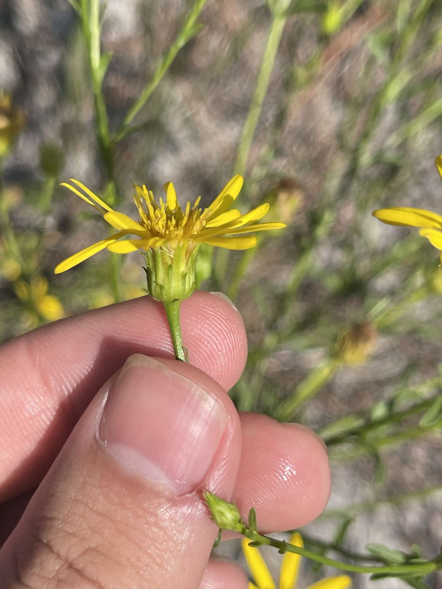 Image of Dress' goldenaster