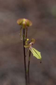 Image of Purple-veined spider orchid