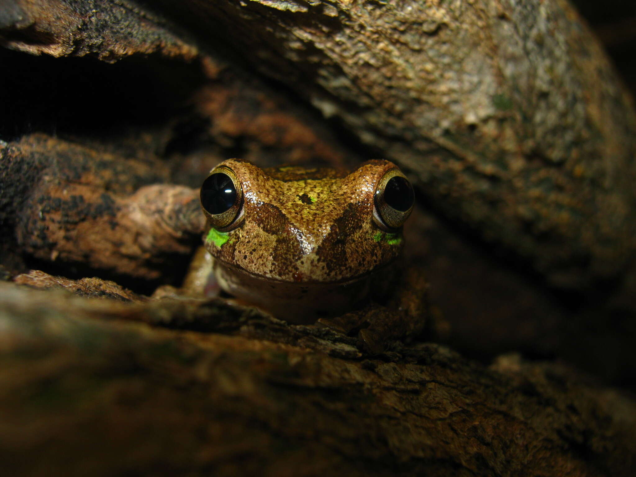 Image of Baudin's Treefrog