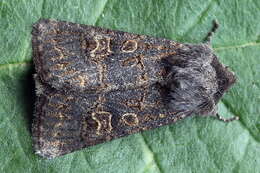 Image of hedge rustic