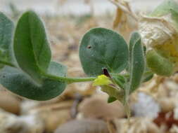 Image of Kickxia spuria (L.) Dumort.