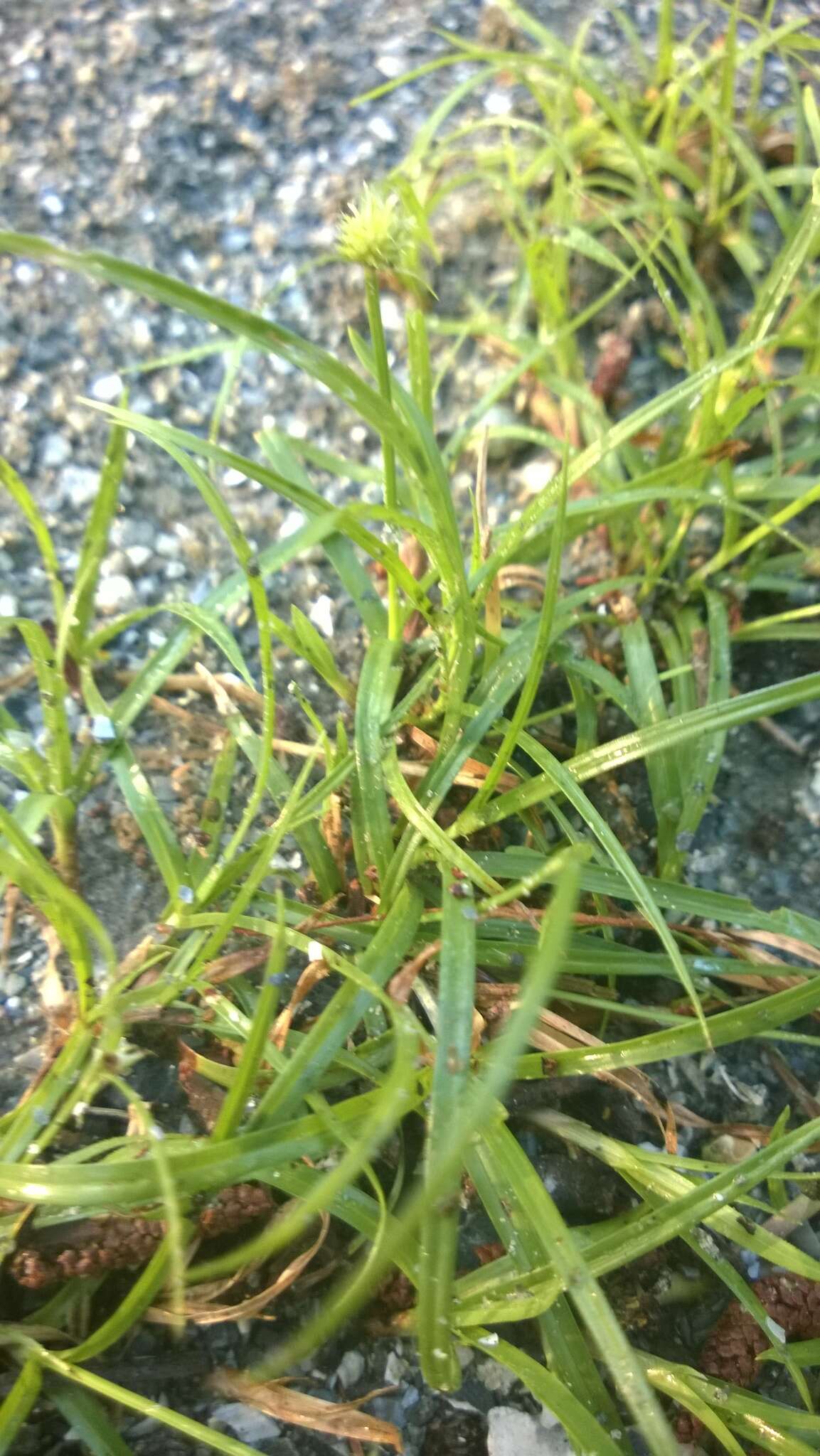 Слика од Cyperus brevifolius (Rottb.) Hassk.