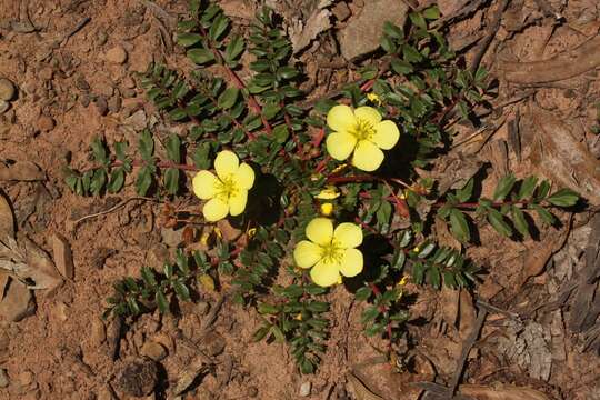 Imagem de Hypseocharis pimpinellifolia Remy