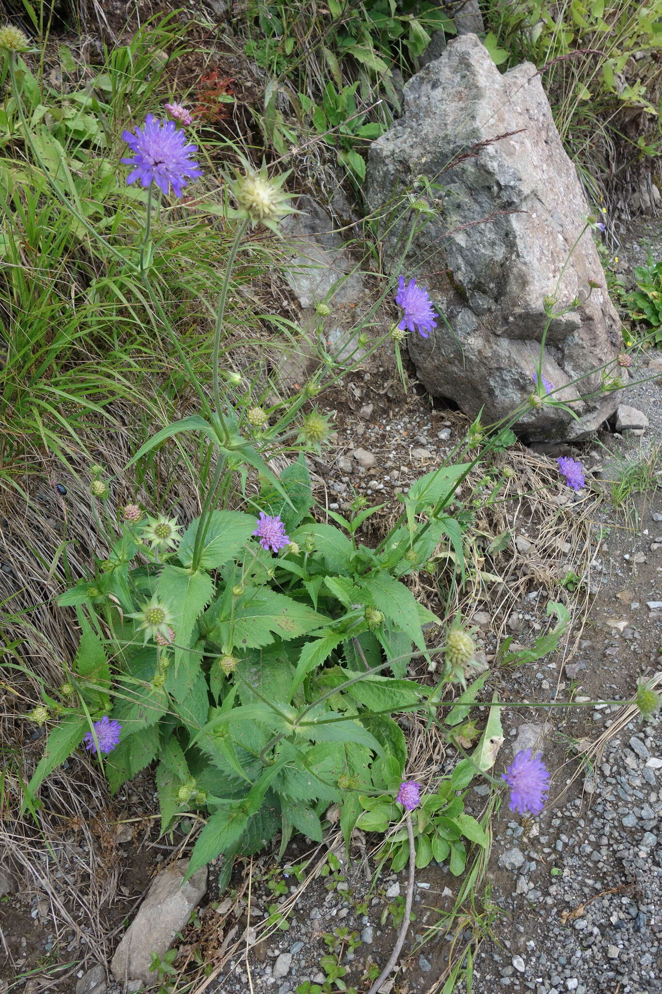 صورة Knautia dipsacifolia Kreutzer