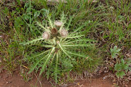 Image of Cirsium scariosum var. coloradense (Rydb.) D. J. Keil