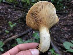 Слика од Lactarius californiensis Hesler & A. H. Sm. 1979