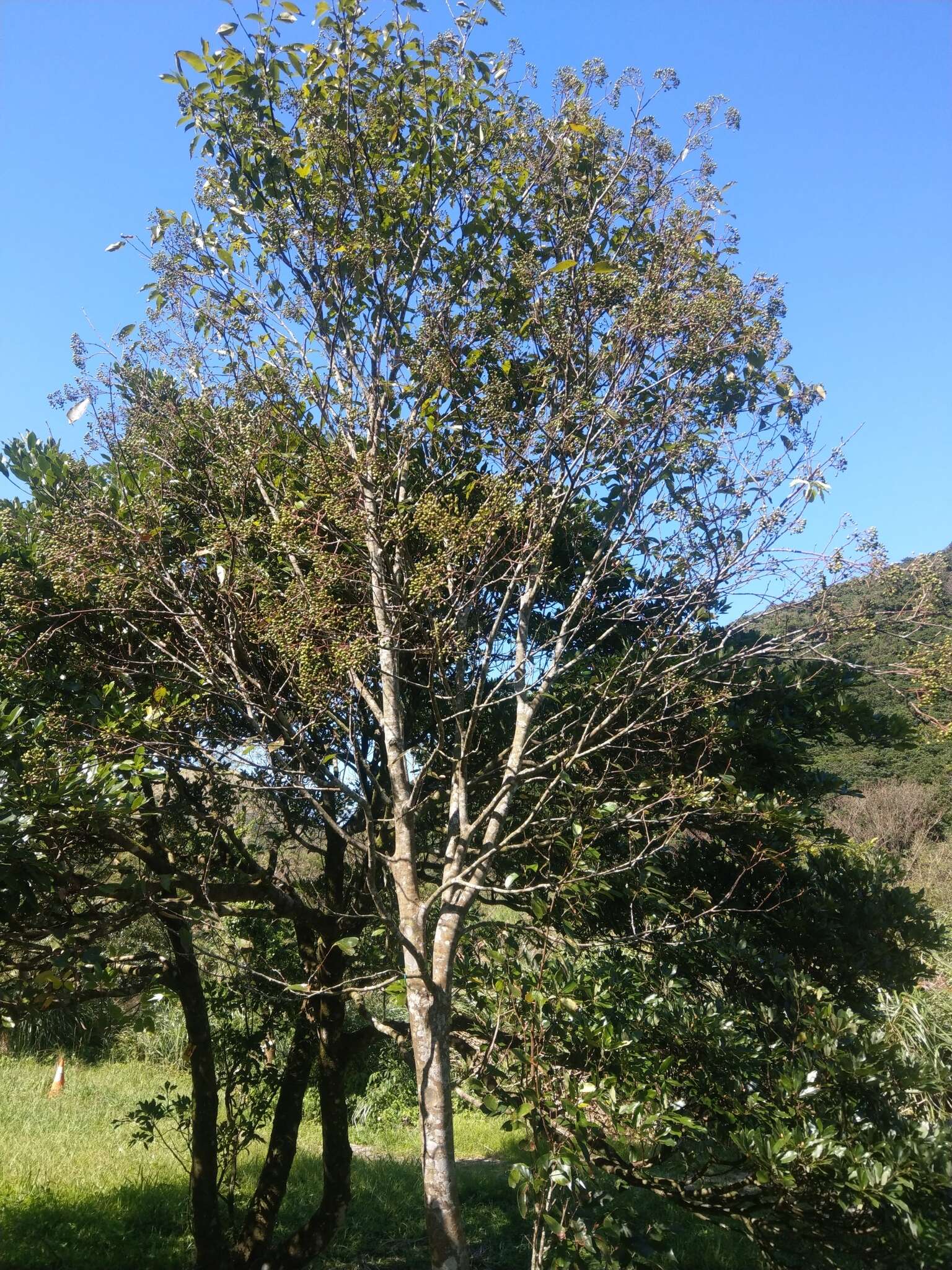 Imagem de Photinia beauverdiana C. K. Schneid.