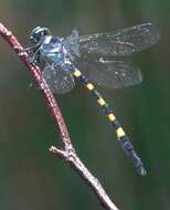 Image of Macrogomphus quadratus Selys 1878