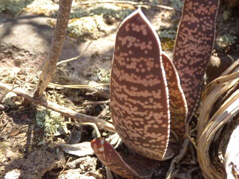 Image of Gasteria pillansii var. pillansii