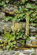 Image of Umbilicus rupestris (Salisb.) Dandy