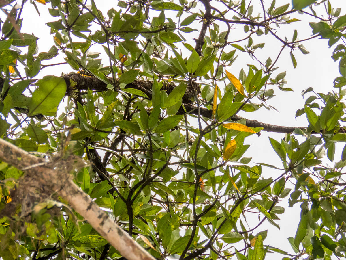 Image of mangrove