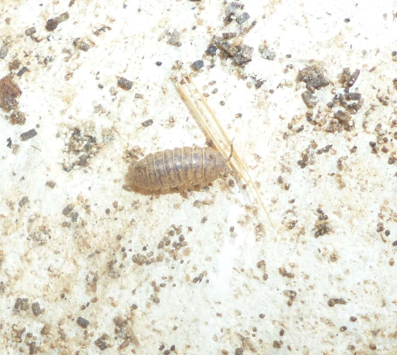 Image of Armadillidium marmoratum Strouhal 1929