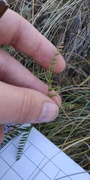 Image of Astragalus sulcatus L.